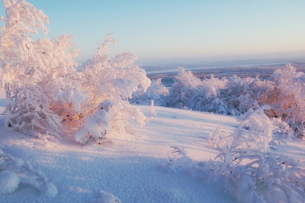 白雪复盖的树木的冬季景观