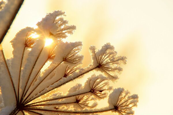 Soft fresh snow on a sleeping flower