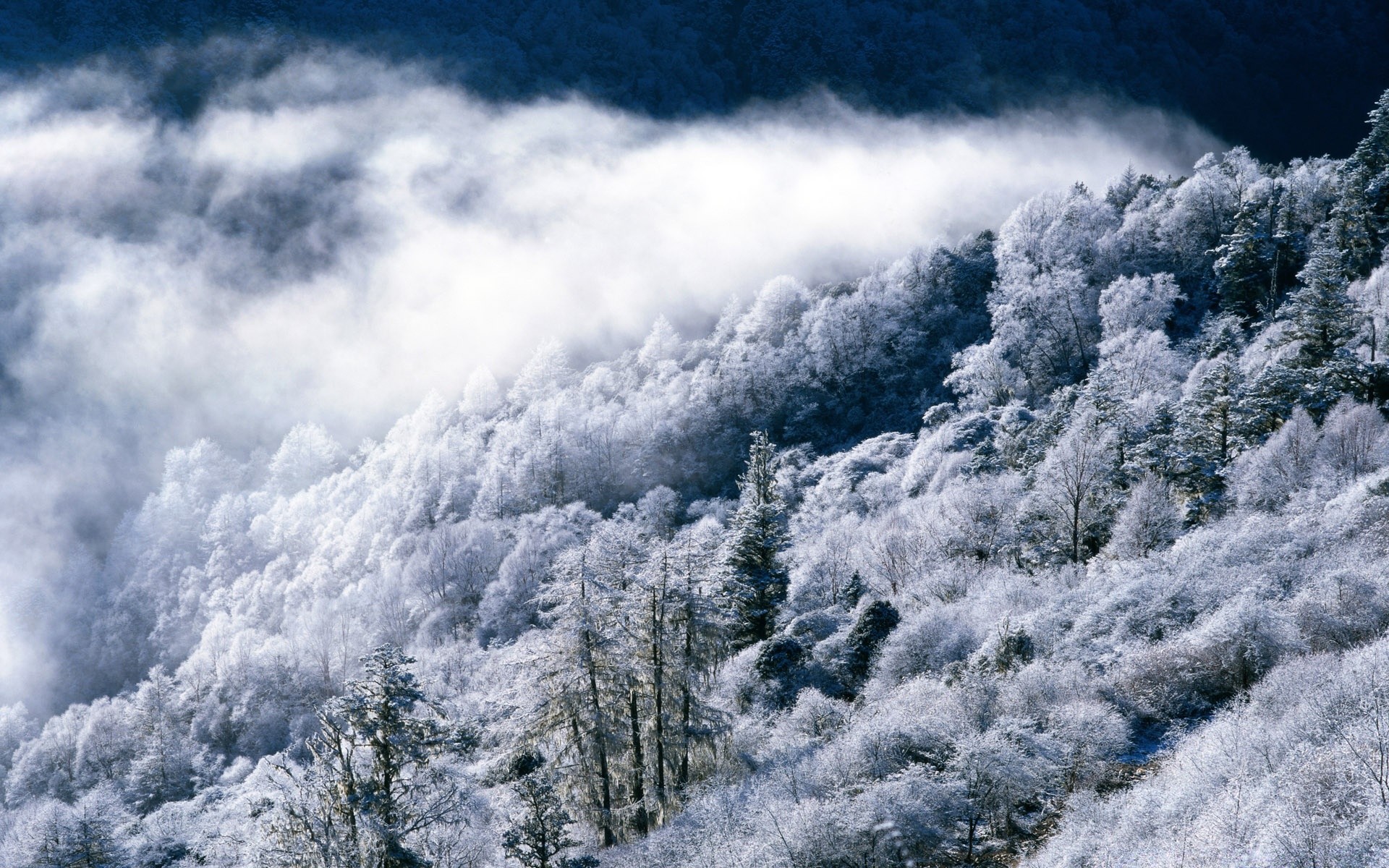 冬天 雪 冷 天气 景观 霜 风景 冰冻 冰 季节 木材 树 自然 好天气 山 舞台 户外 日光