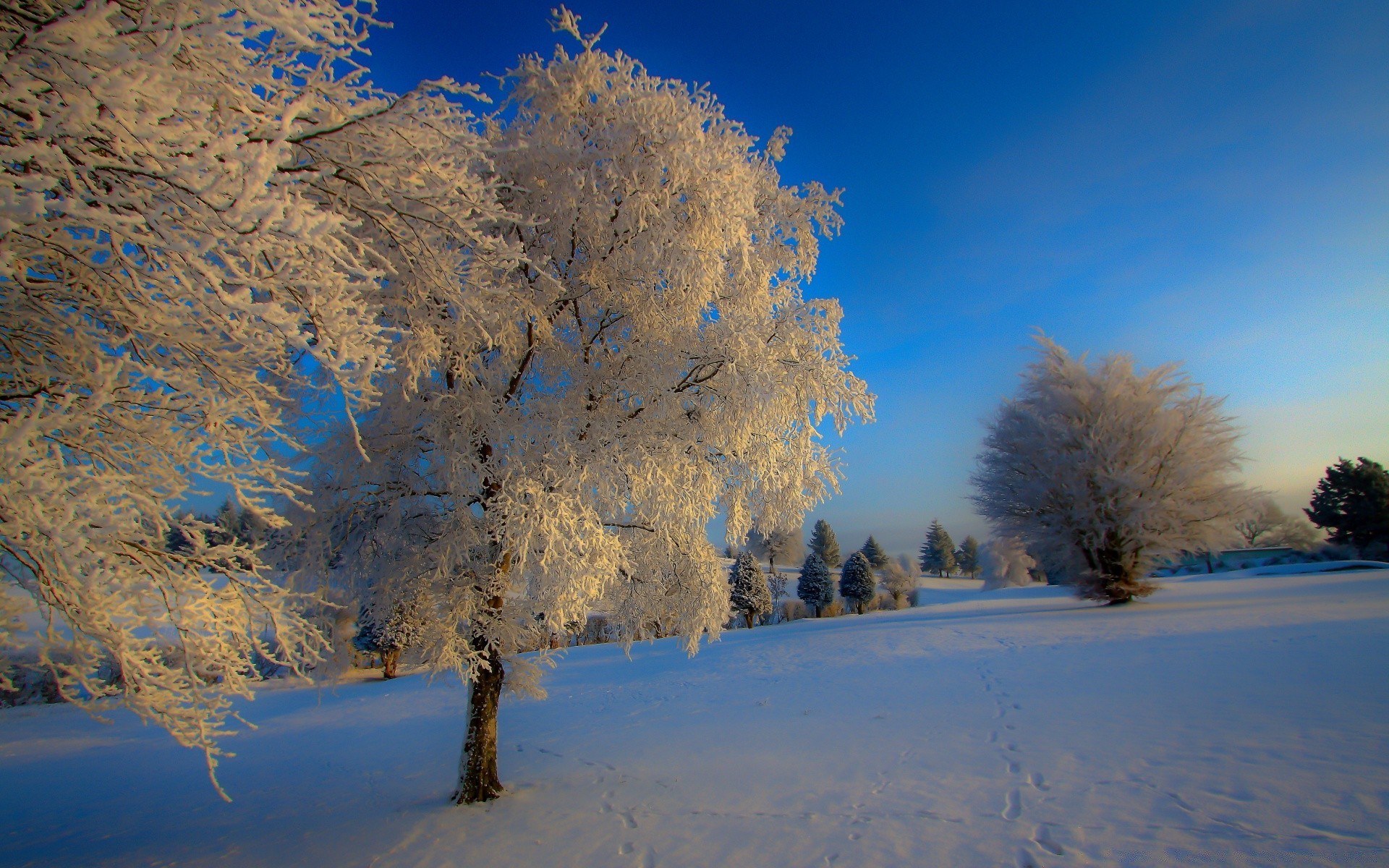 winter snow frost cold landscape tree ice wood frozen dawn scenic fair weather weather nature frosty outdoors water