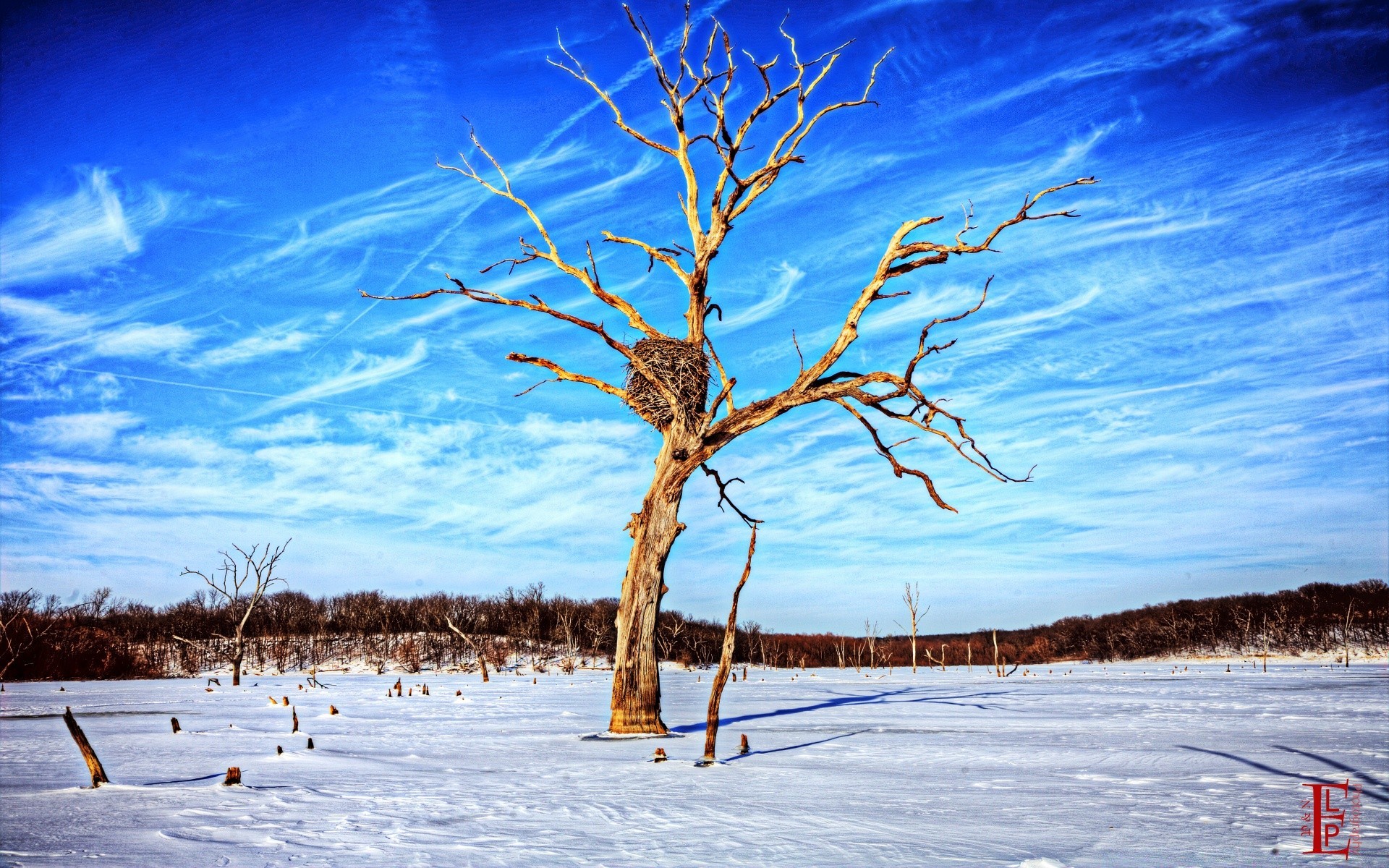 invierno nieve árbol paisaje frío escarcha naturaleza tiempo temporada al aire libre madera congelado escénico cielo rama hielo buen tiempo