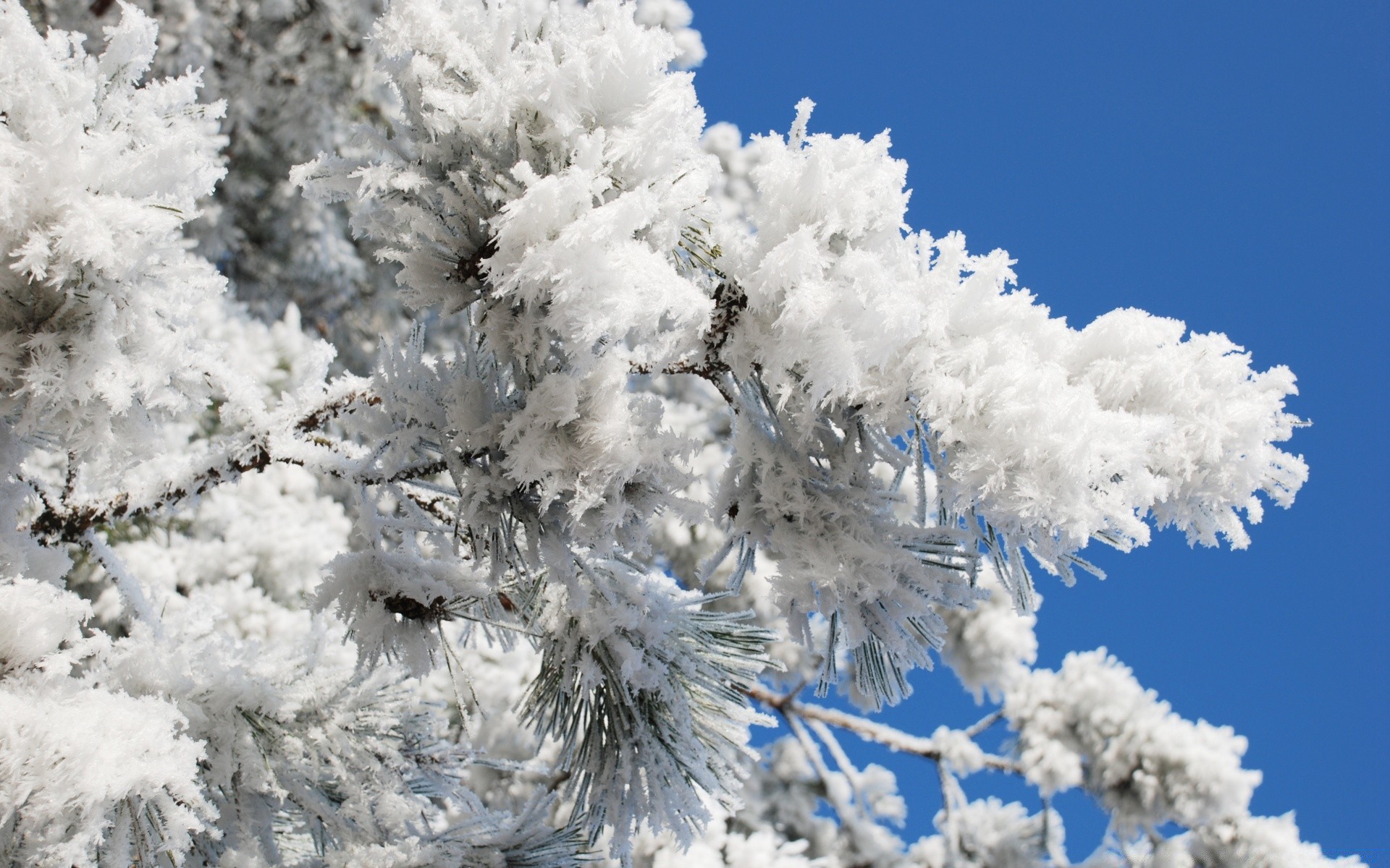 winter frost schnee jahreszeit baum gefroren natur wetter kälte filiale eis frostig hell im freien schneeflocke gutes wetter weihnachten schnee-weiß