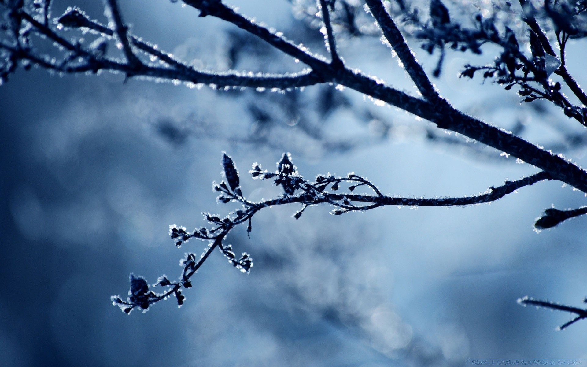 hiver arbre branche ciel nature à l extérieur météo gel paysage neige bois aube saison froid