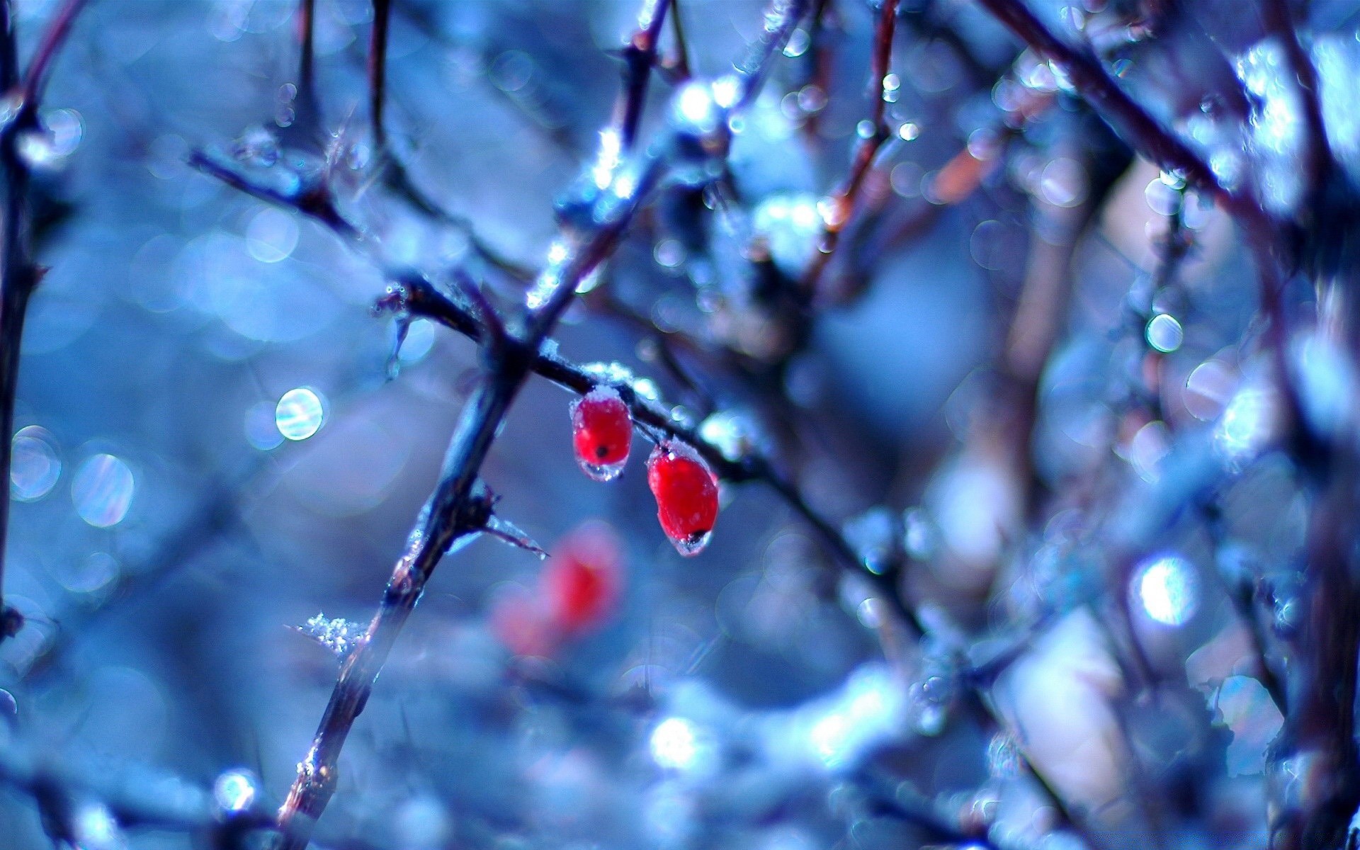 winter nature tree blur branch frost dof snow outdoors cherry season flower leaf color ice christmas light