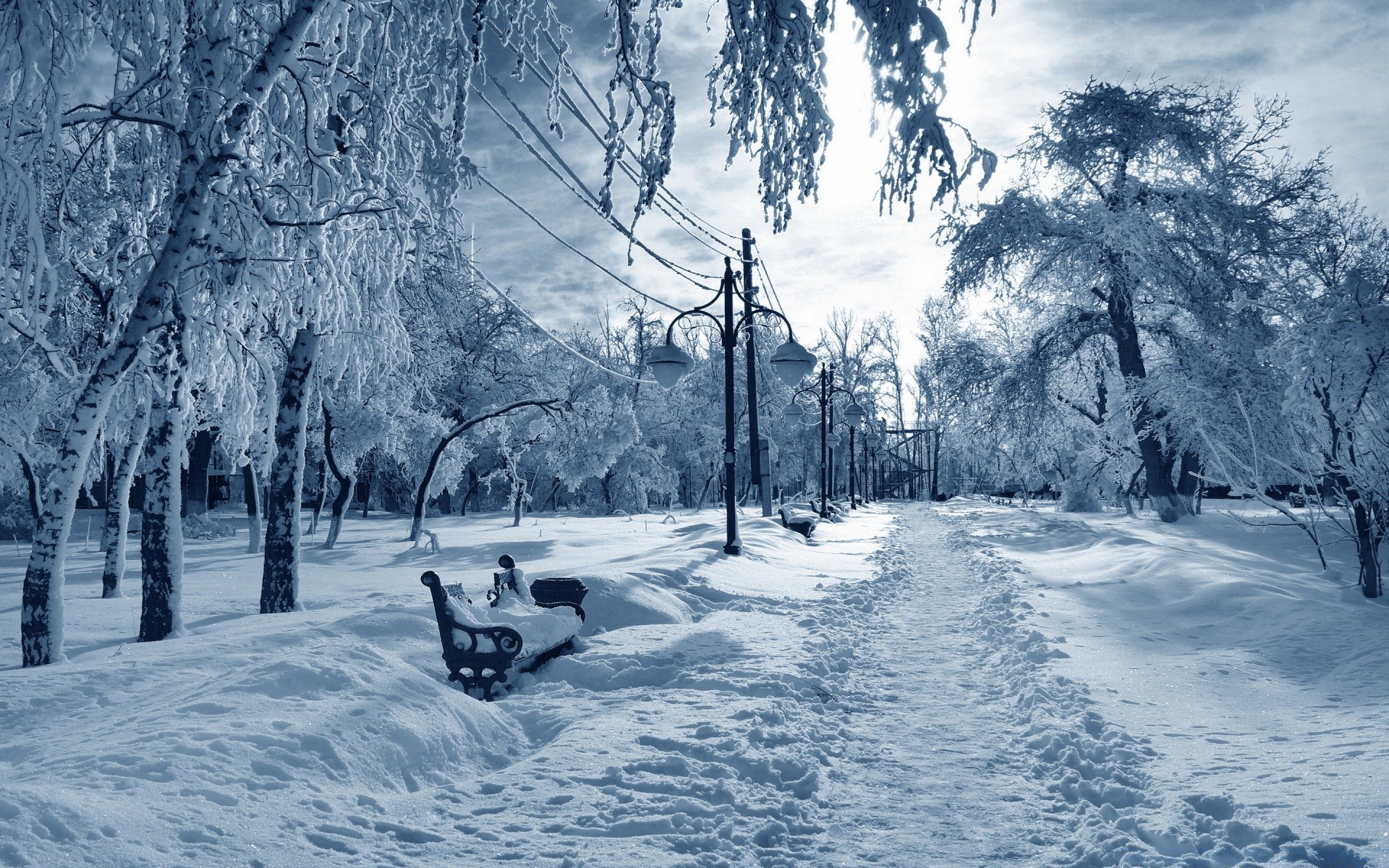 hiver neige froid gel congelé glace bois bois saison tempête de neige paysage neigeux météo givré glacial scénique nature