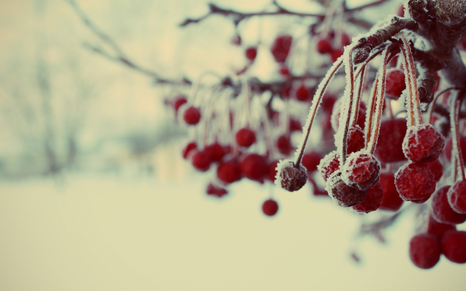 Frozen Berries Macro - Android wallpapers
