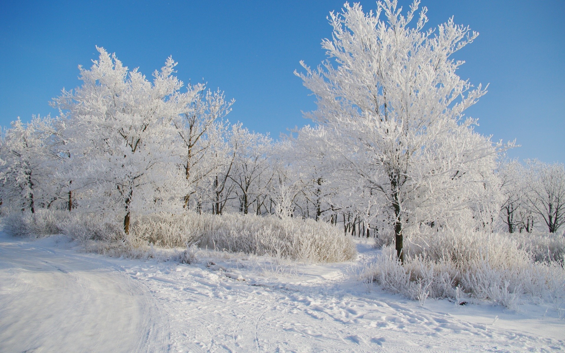 hiver neige gel froid congelé saison bois bois météo glace givré paysage neige-blanc tempête de neige neigeux branche scène scénique froid