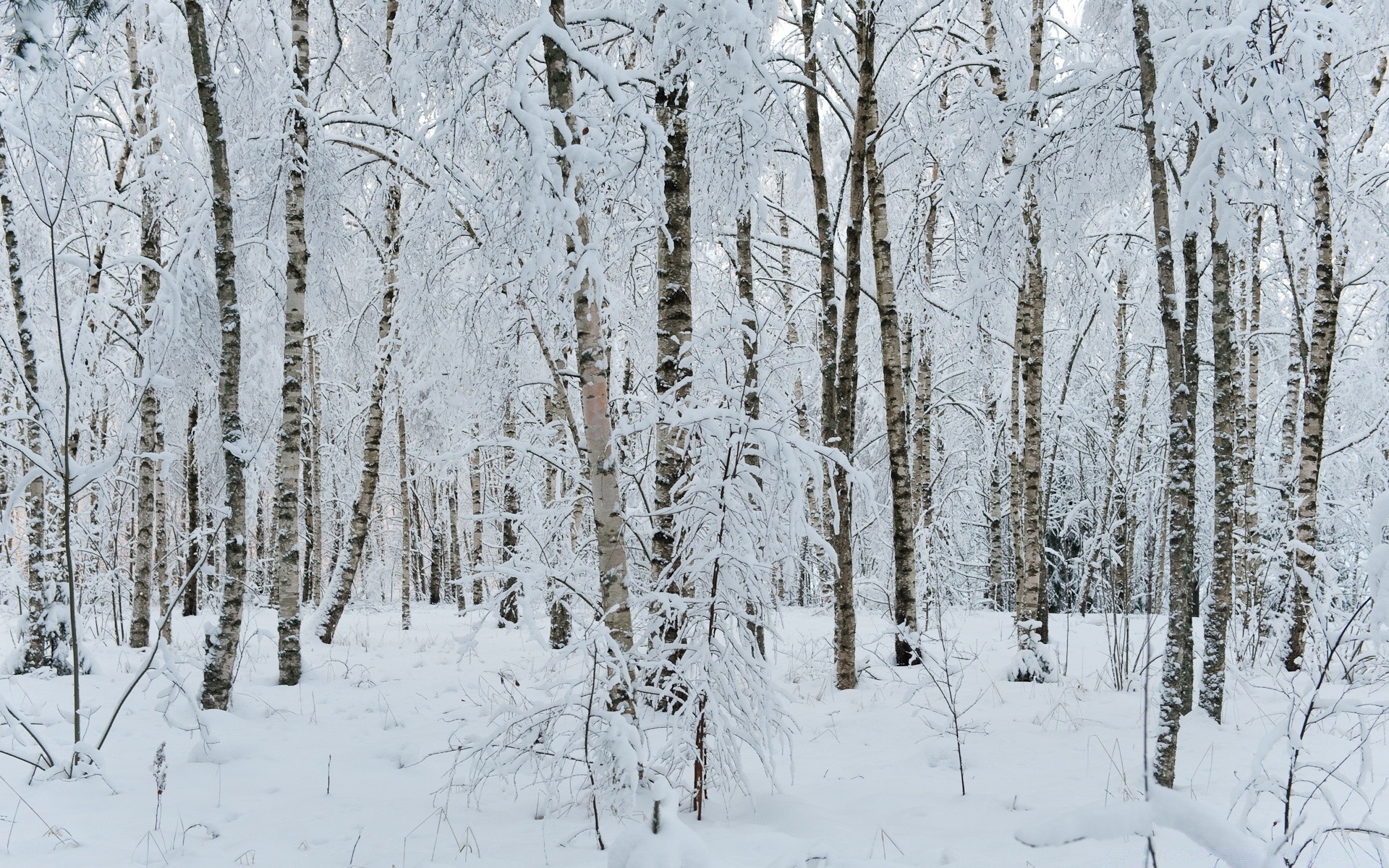 invierno nieve madera escarcha frío congelado tiempo temporada helada árbol hielo paisaje rama ventisca escénico abedul escena tormenta de nieve