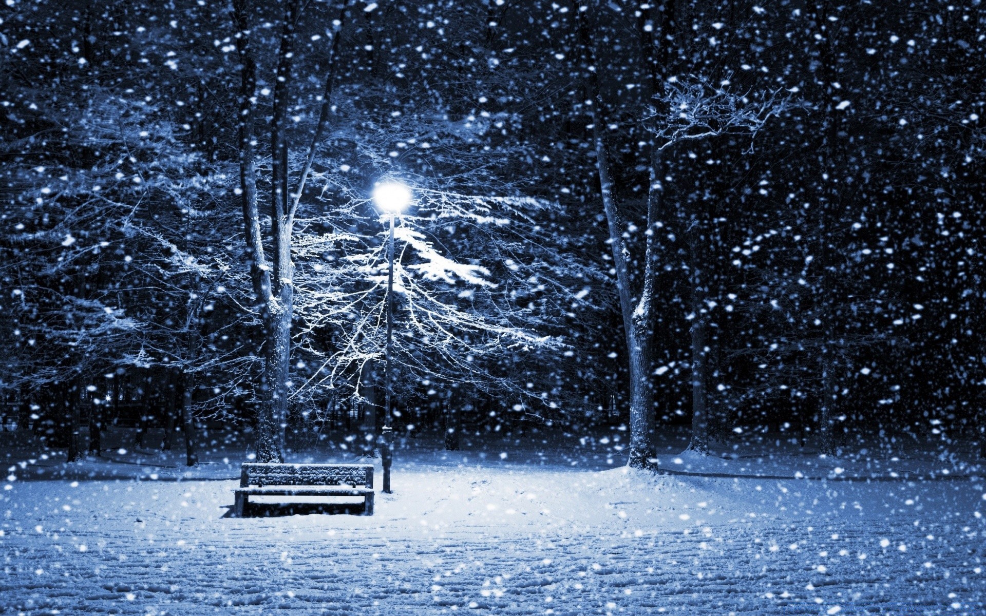 hiver neige nature froid saison arbre congelé gel à l extérieur glace météo eau