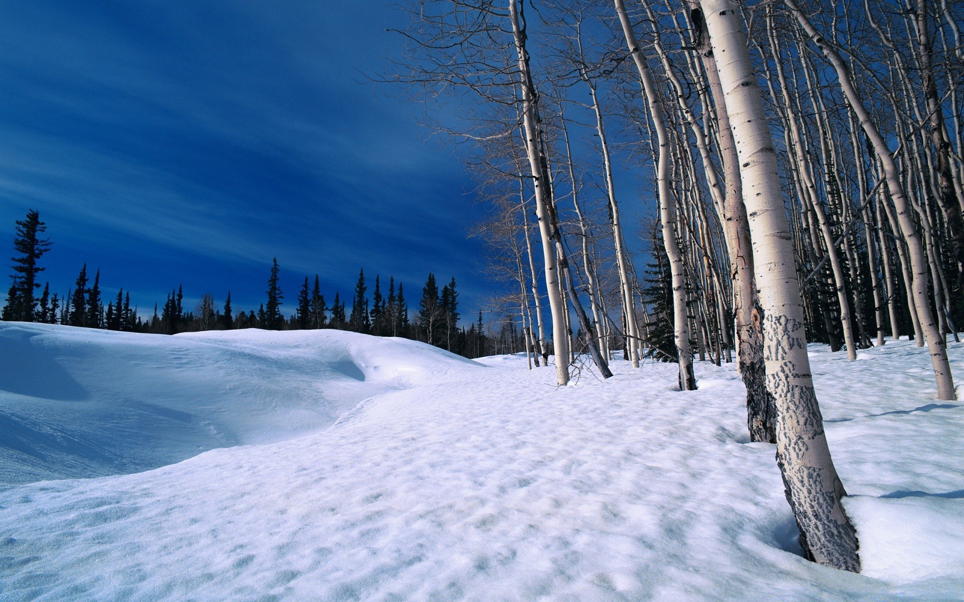 winter snow cold wood frost ice frozen scenic weather landscape tree season fair weather mountain nature outdoors snowdrift