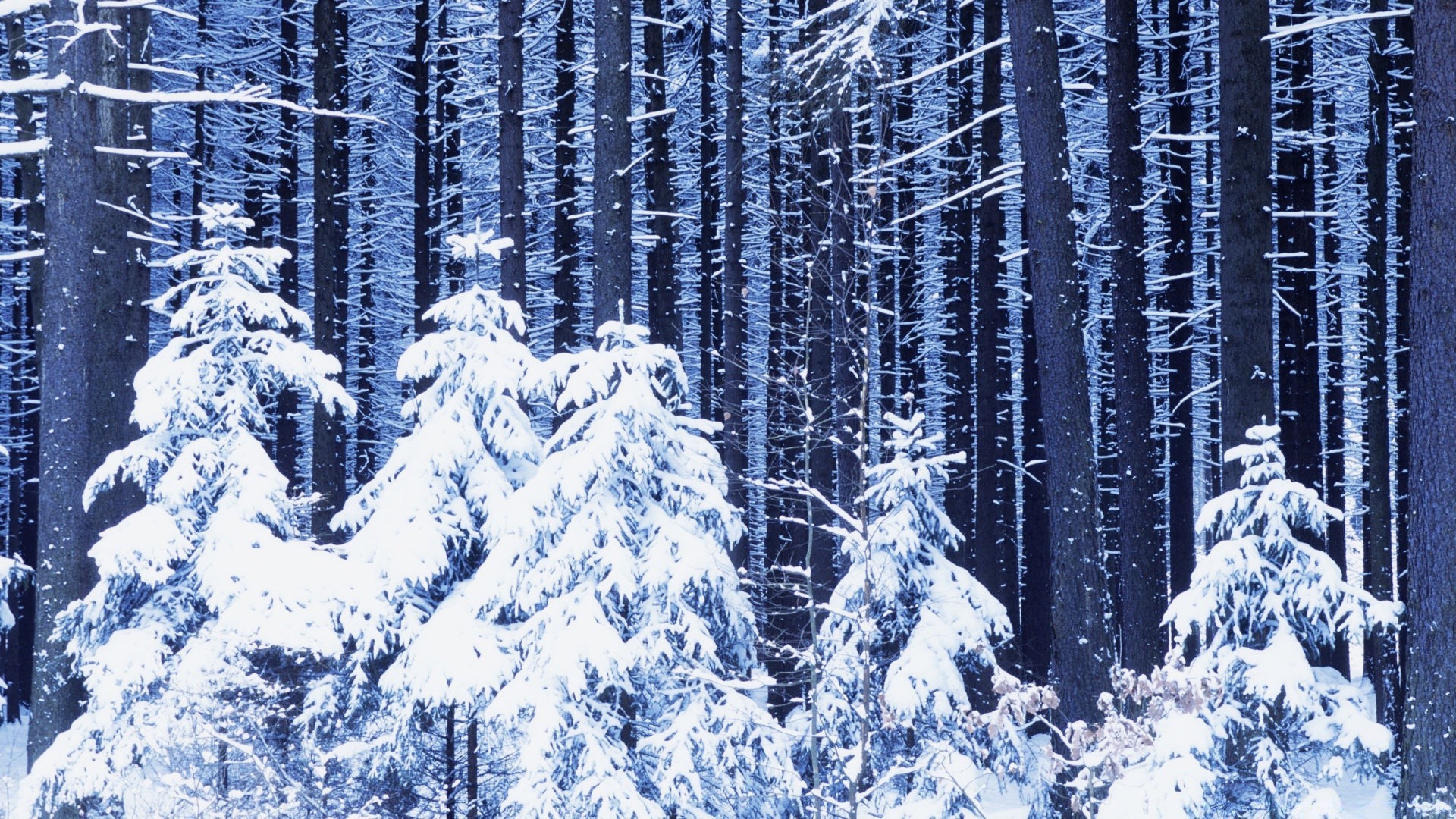 winter snow wood cold frost tree ice frozen season nature landscape pine snowy snow-white fir spruce weather