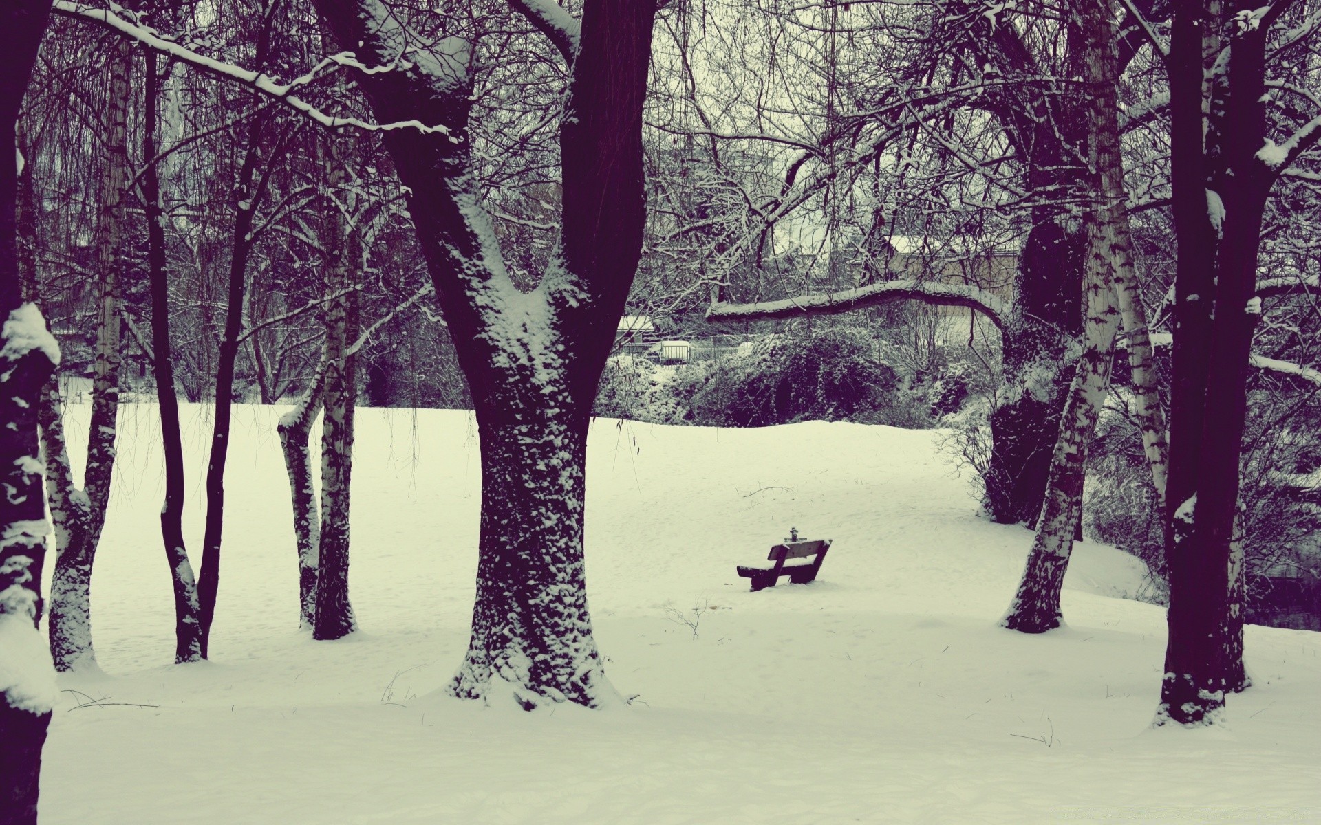 winter snow tree wood cold landscape frost park season weather scenic fog ice frozen branch