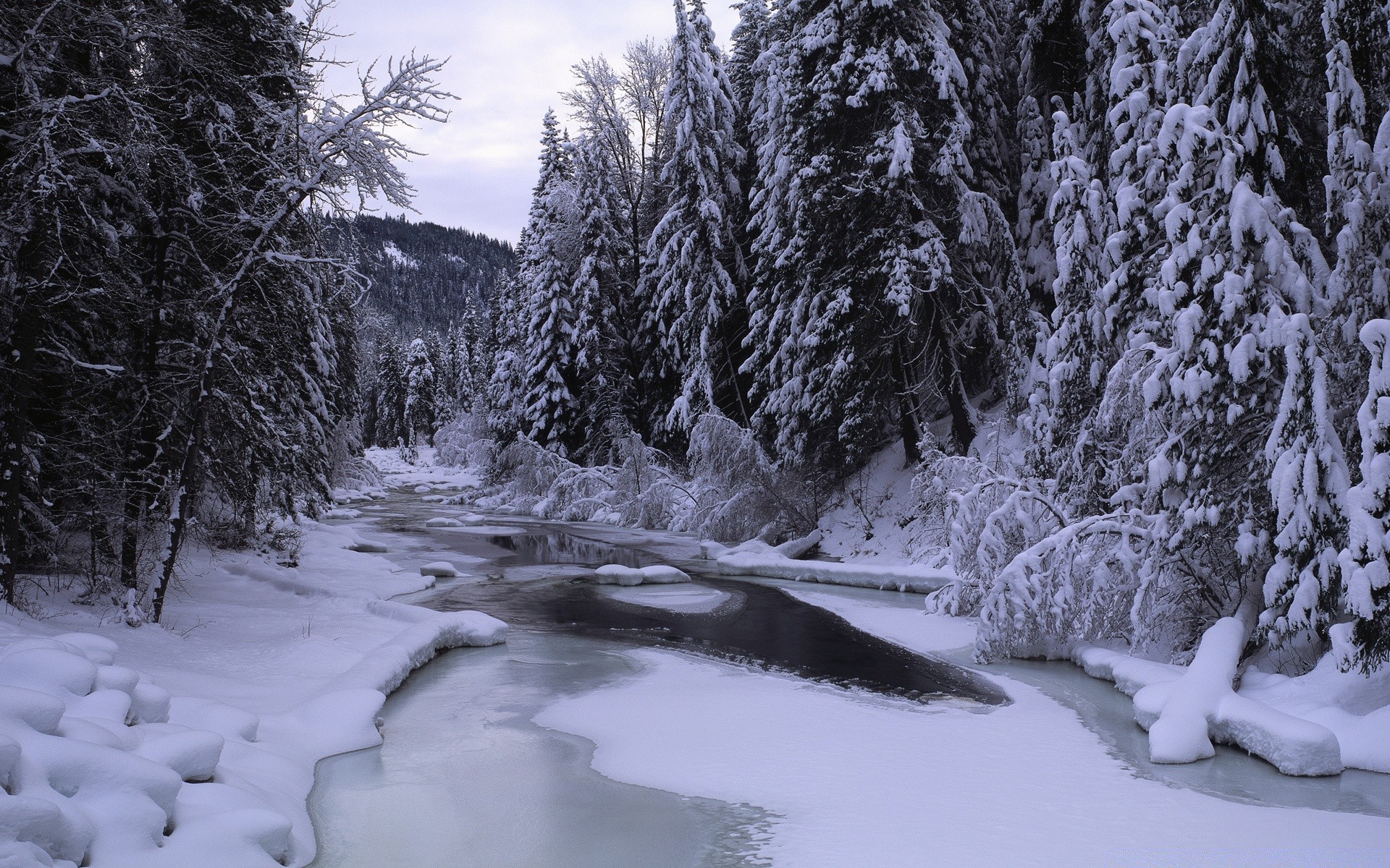 hiver neige froid gel bois glace congelé bois paysage saison météo nature sapin scénique evergreen conifères