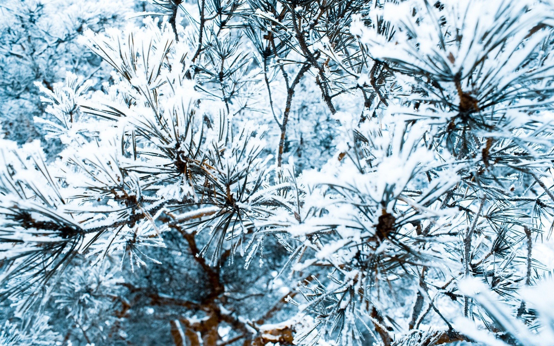 winter frost gefroren natur schnee desktop kalt jahreszeit muster frostig baum eis schneeflocke im freien zweig weihnachten flora kristall