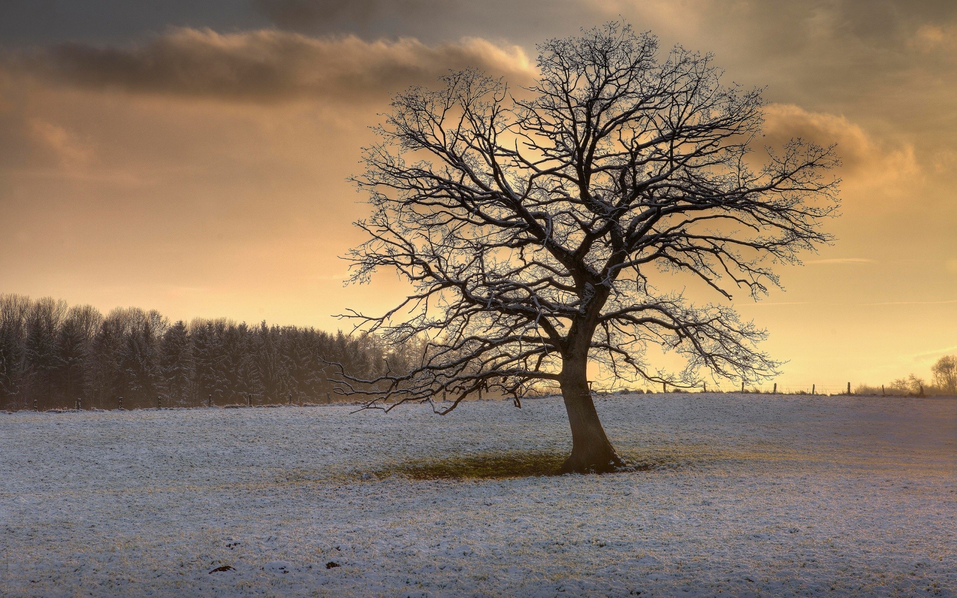 winter tree landscape dawn fall wood nature sunset fog alone snow solitude mist evening weather