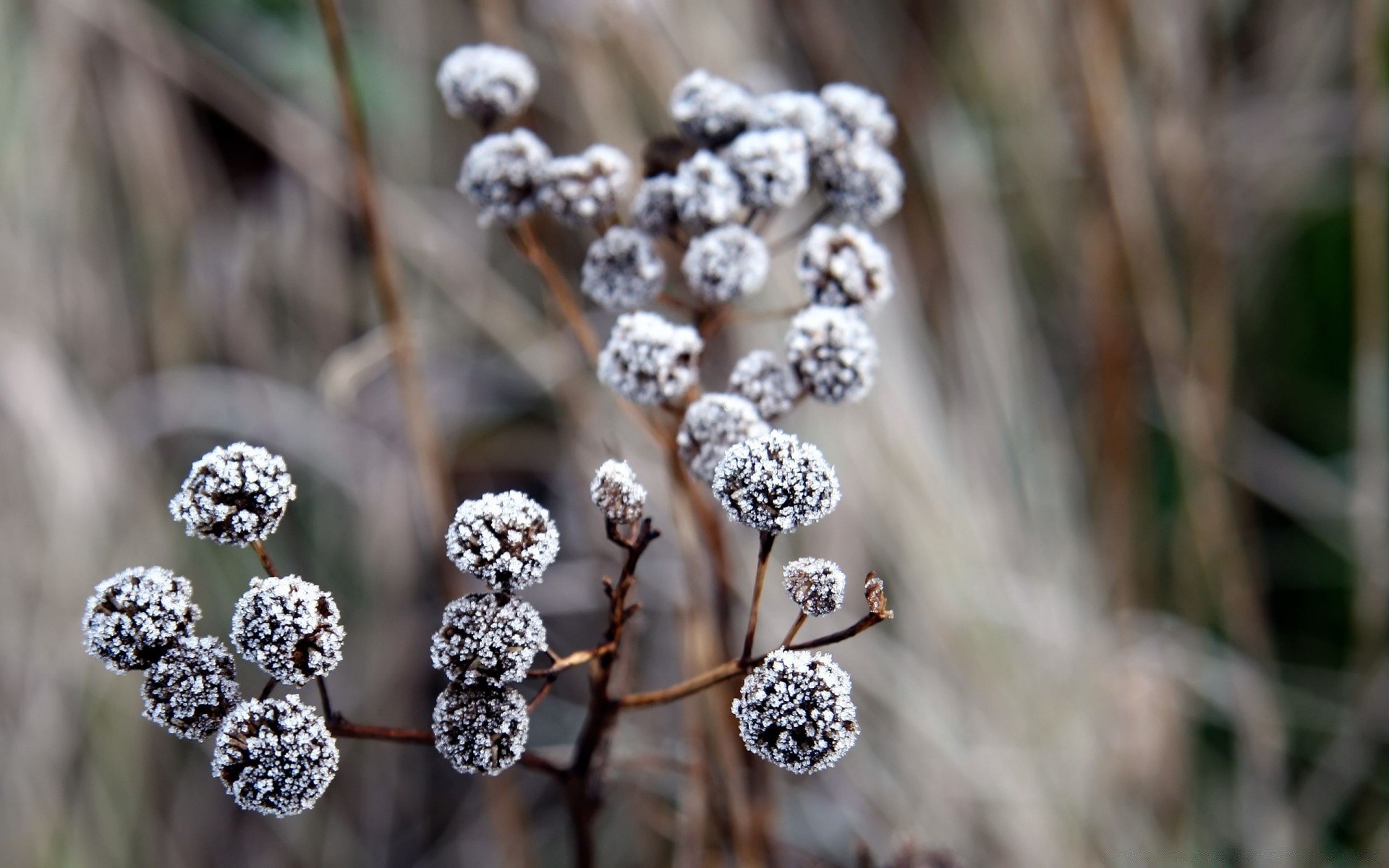 winter natur jahreszeit schließen frost desktop flora im freien holz essen farbe dekoration blatt holz