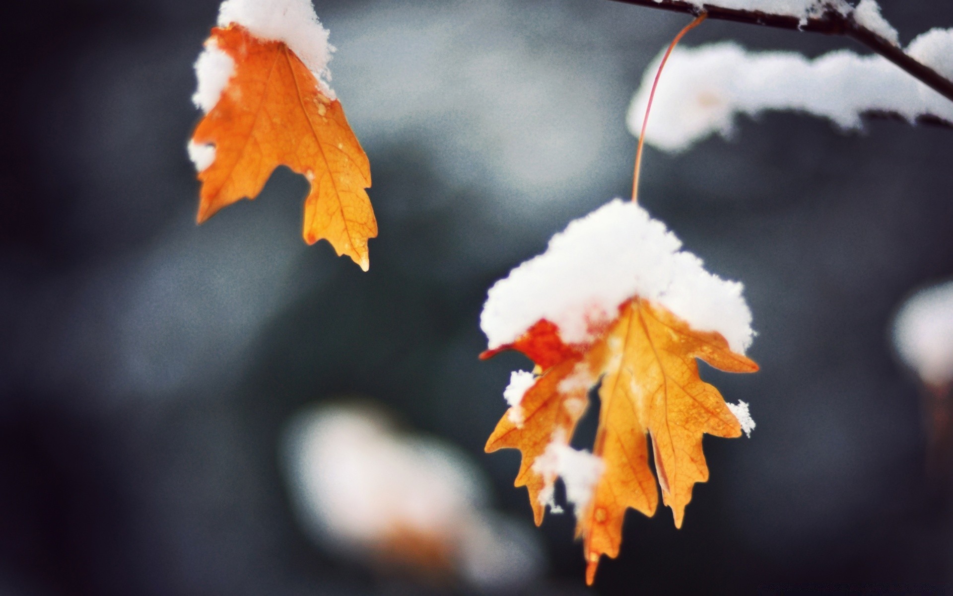 autunno inverno foglia natura all aperto albero flora colore maple branch blur stagione vivid fiore di legno parco luce luce del giorno