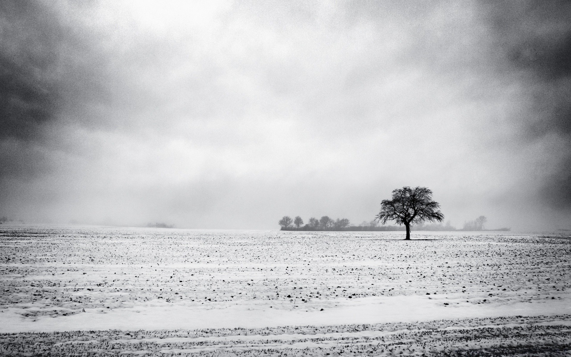 winter monochrom strand landschaft wasser baum meer schwarz / weiß ozean natur nebel