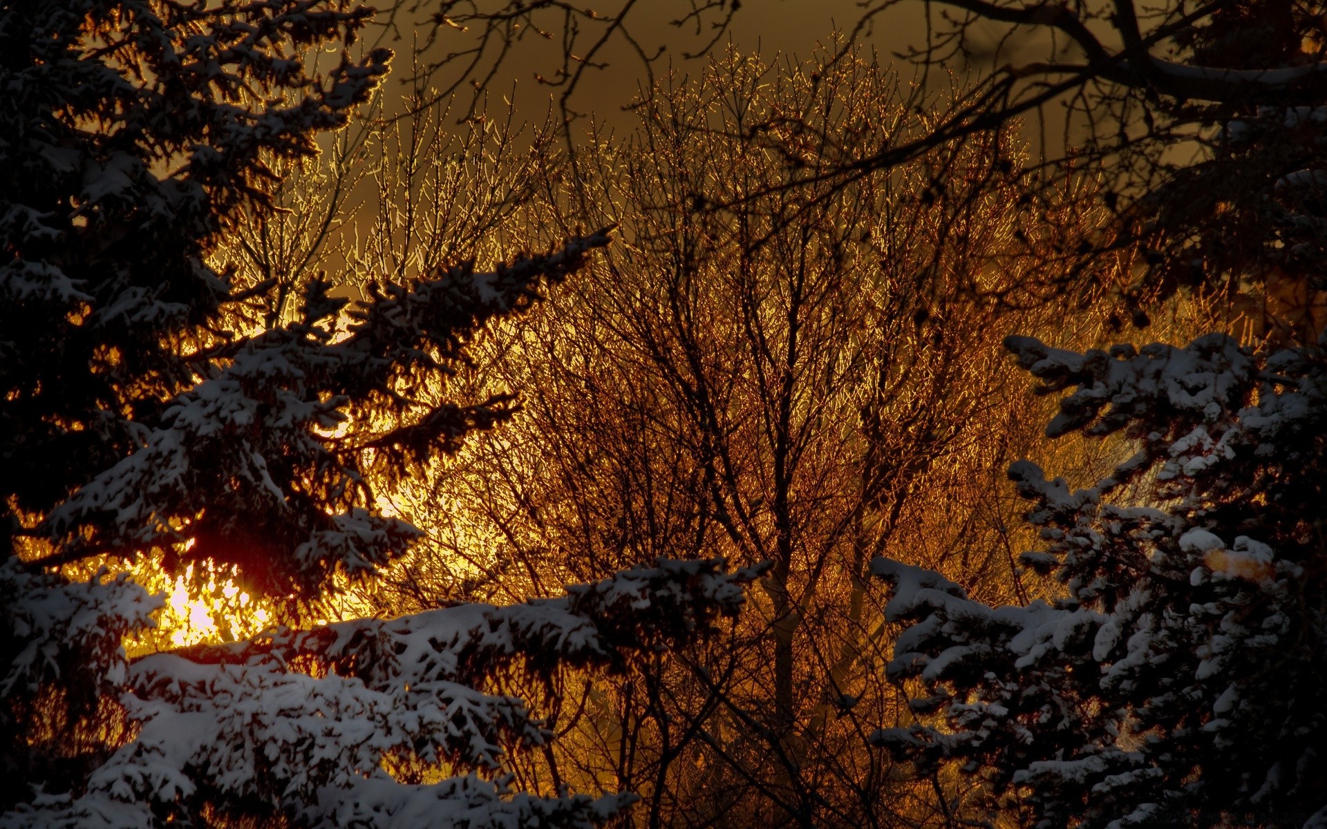 inverno albero legno alba autunno paesaggio tramonto natura neve all aperto sera bel tempo luce ramo freddo illuminato parco sole tempo