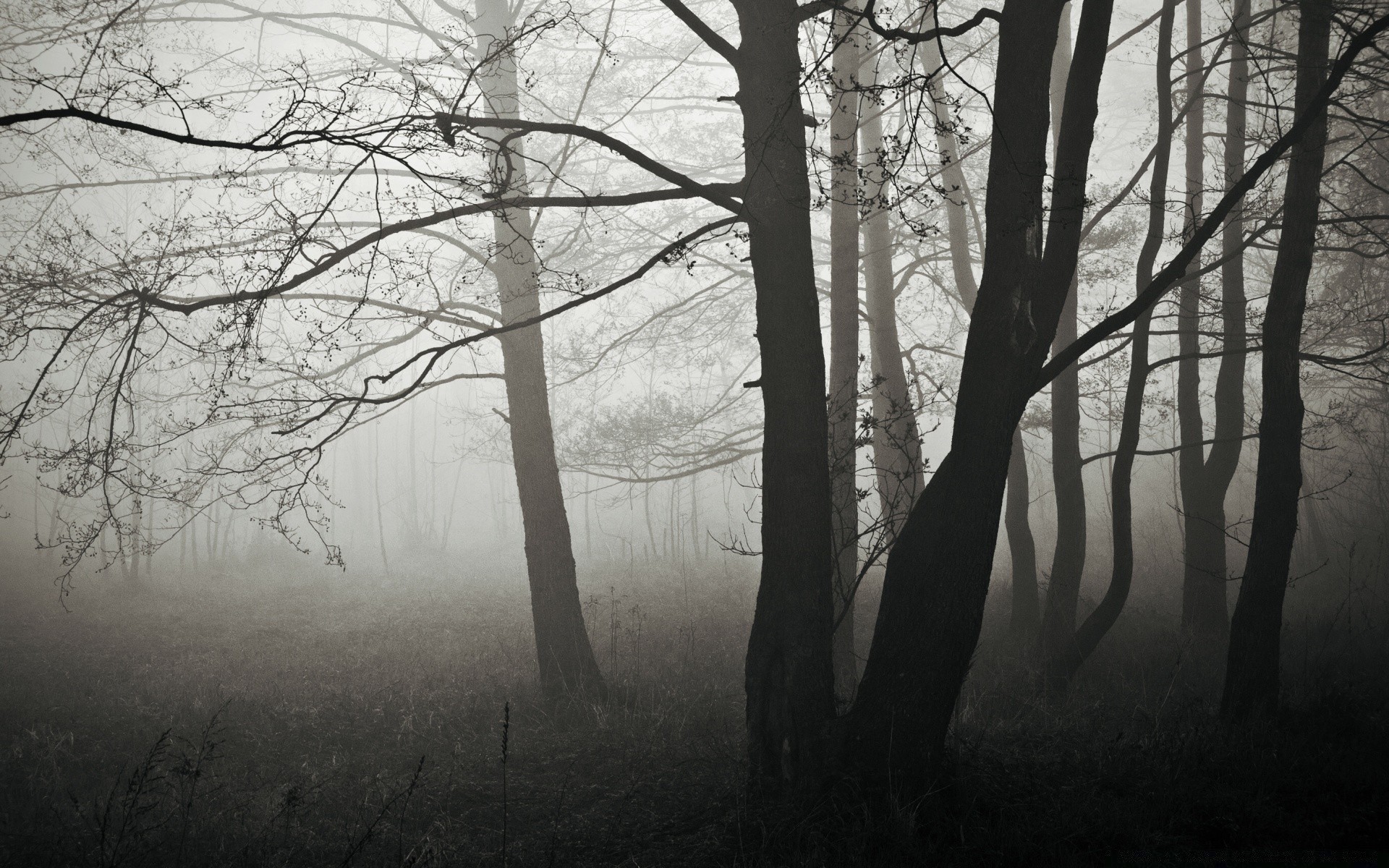 hiver brouillard arbre paysage brouillard bois aube automne branche nature neige parc ombre moody météo scénique