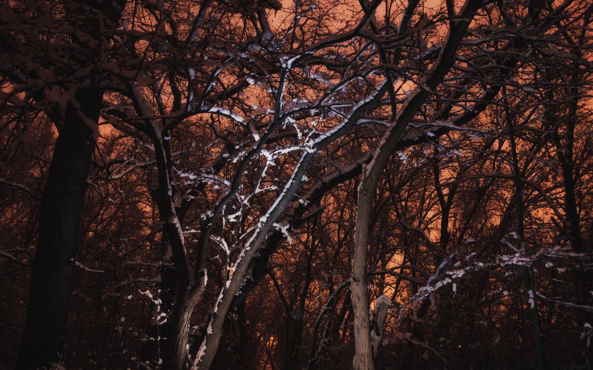 winter tree wood landscape dawn nature branch leaf desktop park outdoors fall environment bark