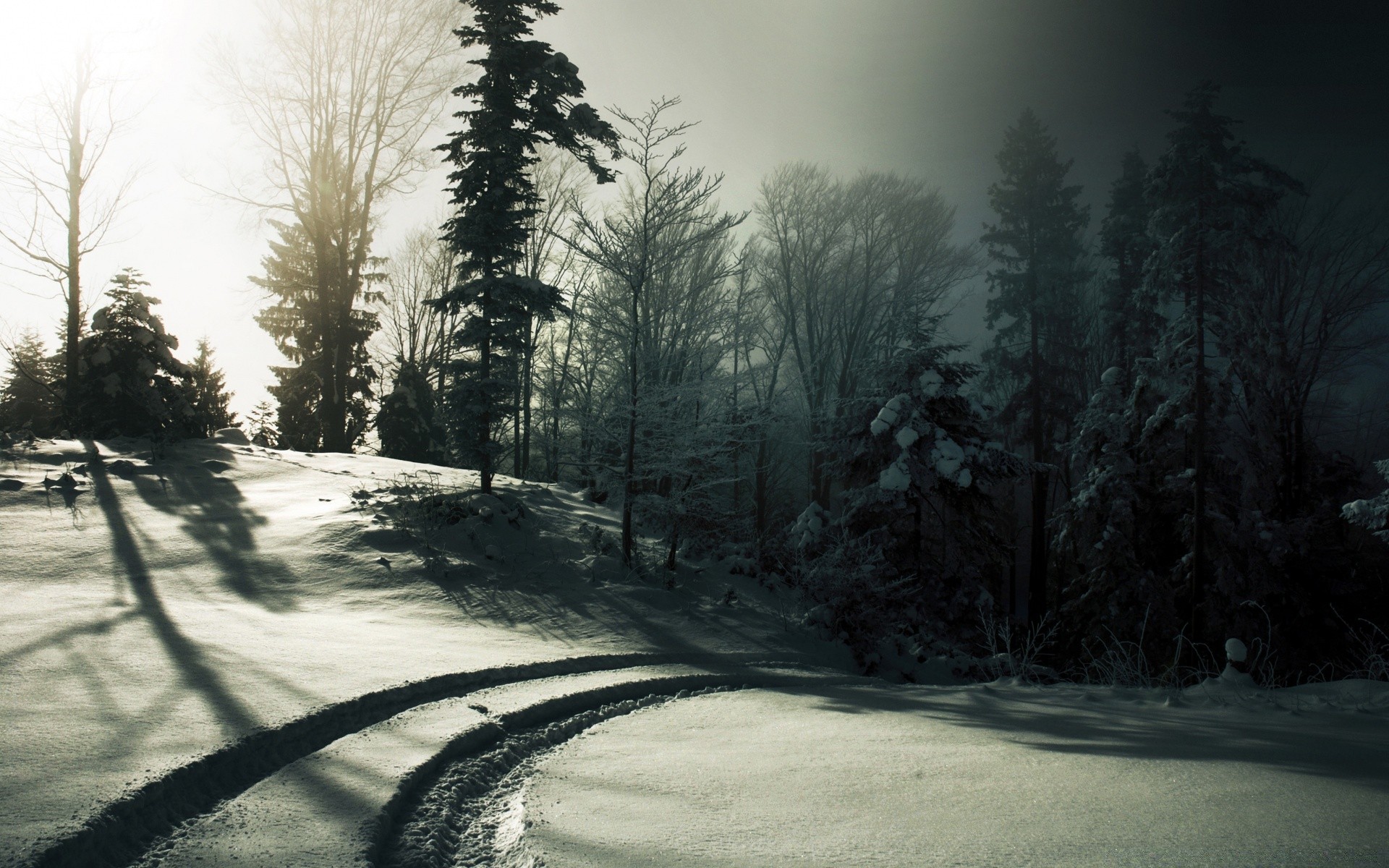 winter snow fog tree landscape wood road mist nature monochrome ice frost cold dawn outdoors weather park