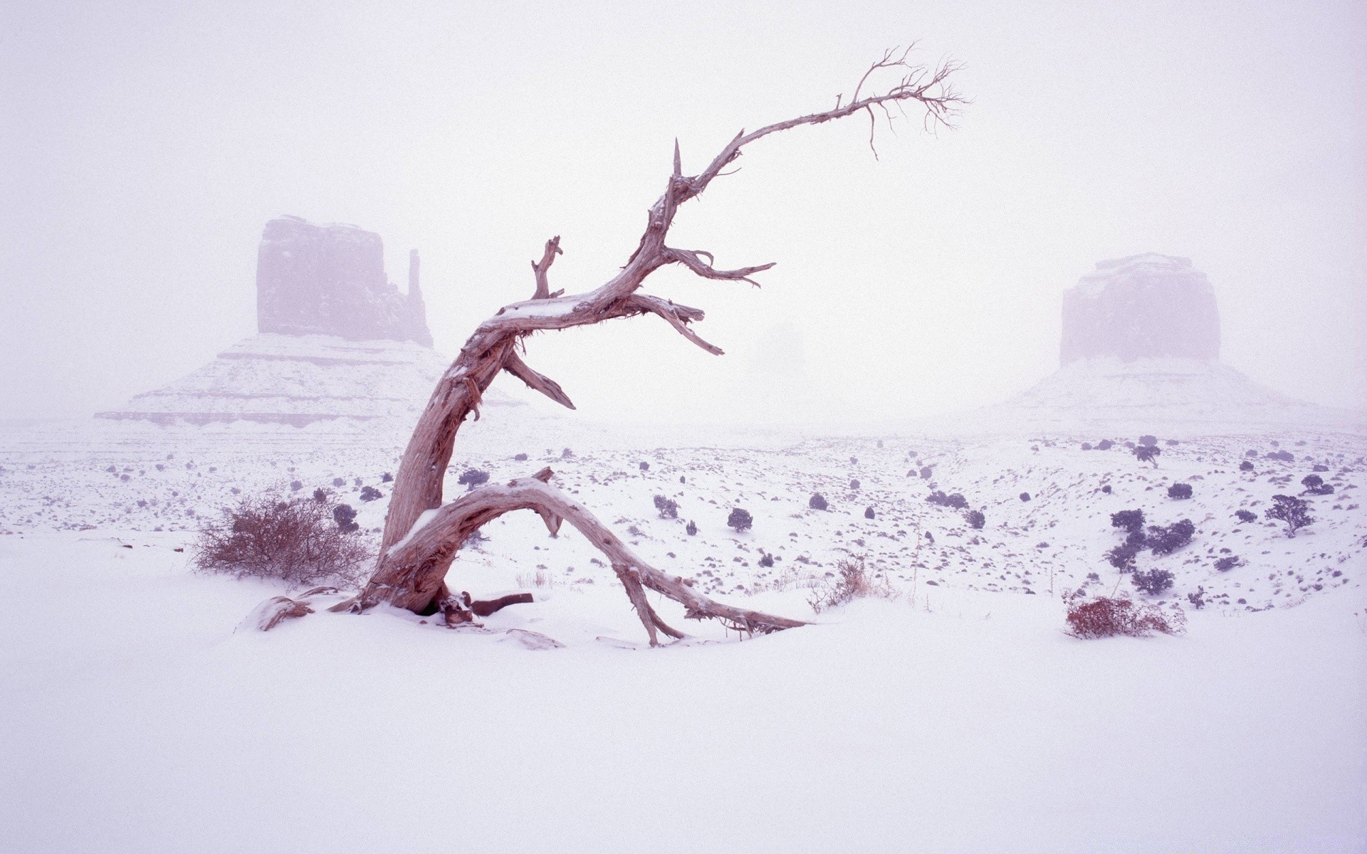 hiver neige froid paysage congelé nature arbre météo gel brouillard tempête de neige glace