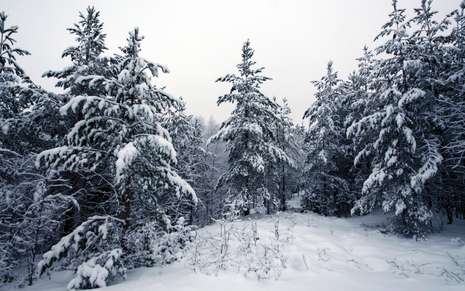 hiver neige froid gel sapin bois congelé sapin pin neigeux arbre saison evergreen glace conifères conifères tempête de neige montagnes noël