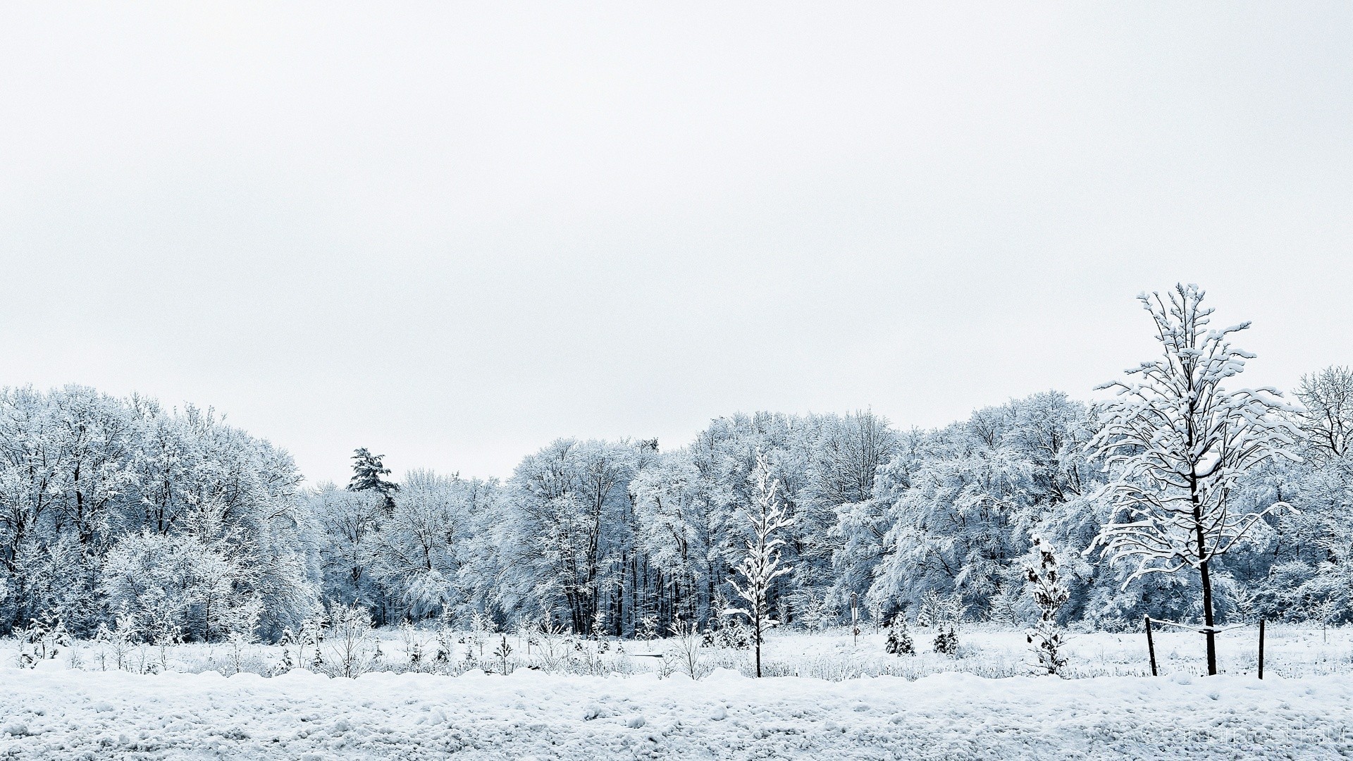 inverno neve geada frio madeira congelado névoa madeira gelo tempo paisagem temporada geada nevasca natureza neve-branco neve névoa gelo