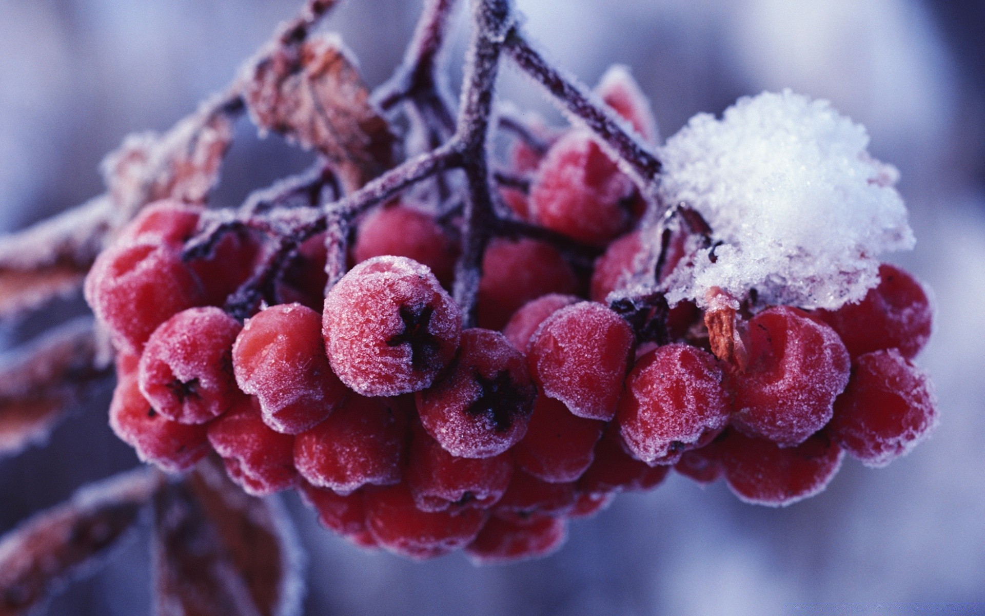 invierno fruta baya escarcha naturaleza comida hielo congelado primer plano temporada rama al aire libre pastelería