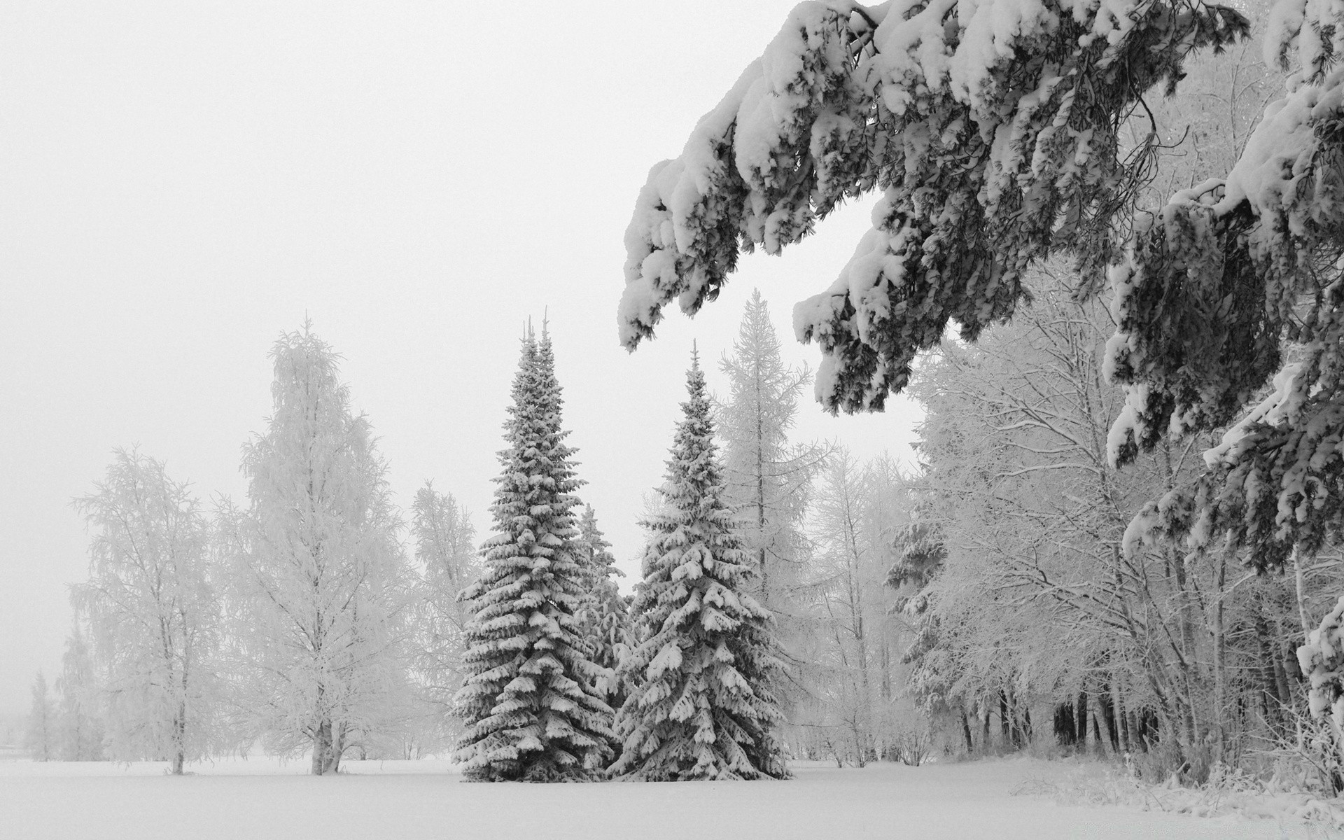 invierno nieve madera árbol escarcha frío niebla paisaje naturaleza pino tiempo congelado hielo coníferas temporada al aire libre evergreen escénico montañas