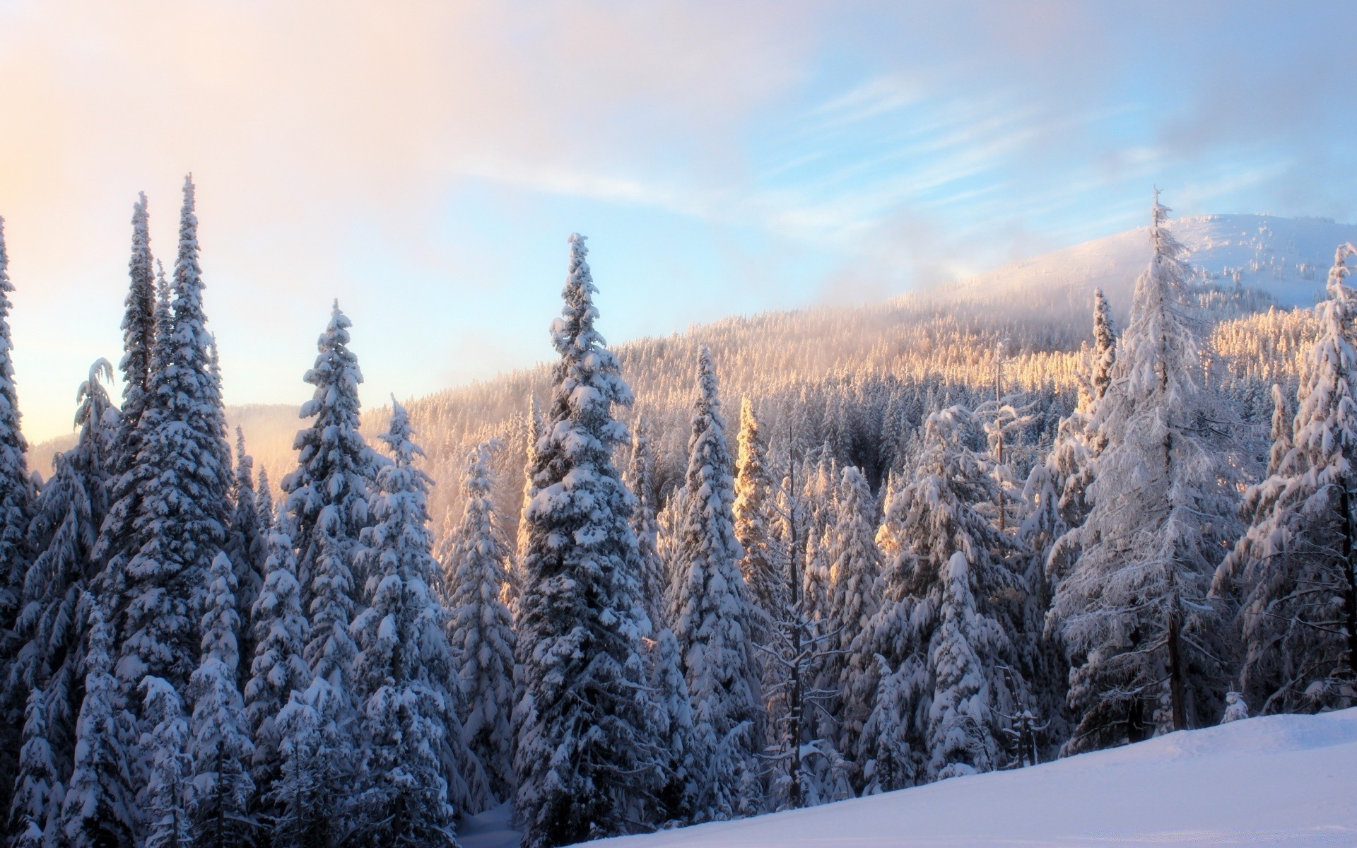 hiver neige bois gel froid montagnes congelés saison bois scénique paysage glace météo evergreen nature pin neigeux beau temps conifères