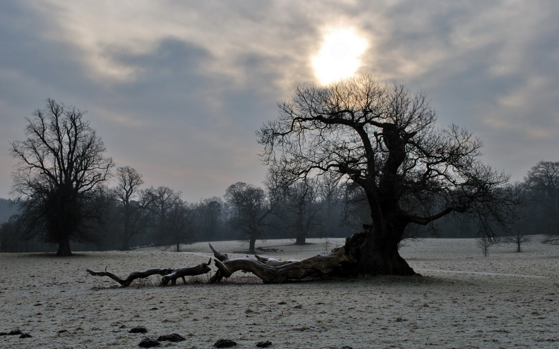 winter tree landscape dawn nature weather sunset water sky outdoors sun