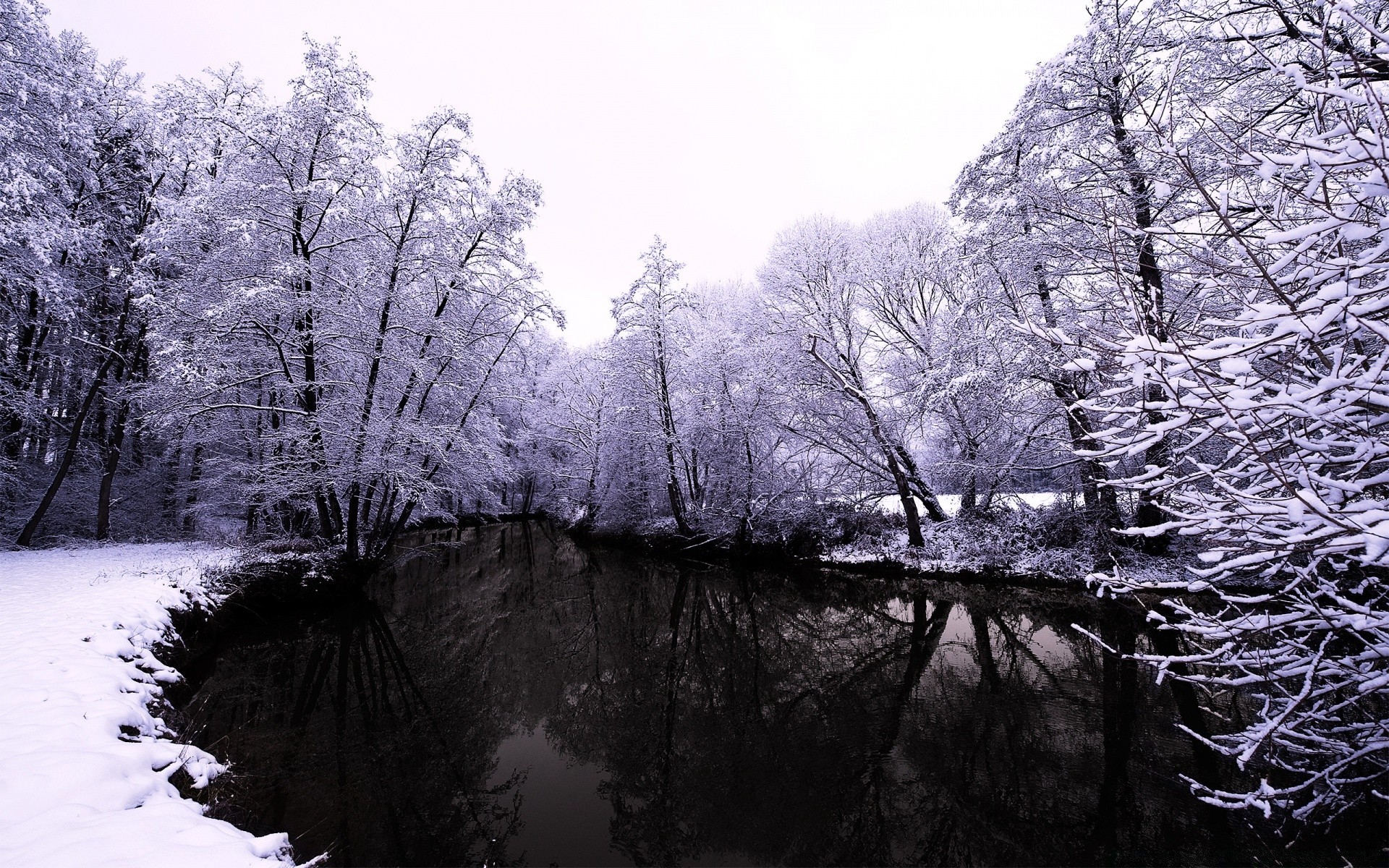 hiver neige bois bois froid gel paysage glace congelé nature saison branche scénique parc météo brouillard glacial neige-blanc paysages