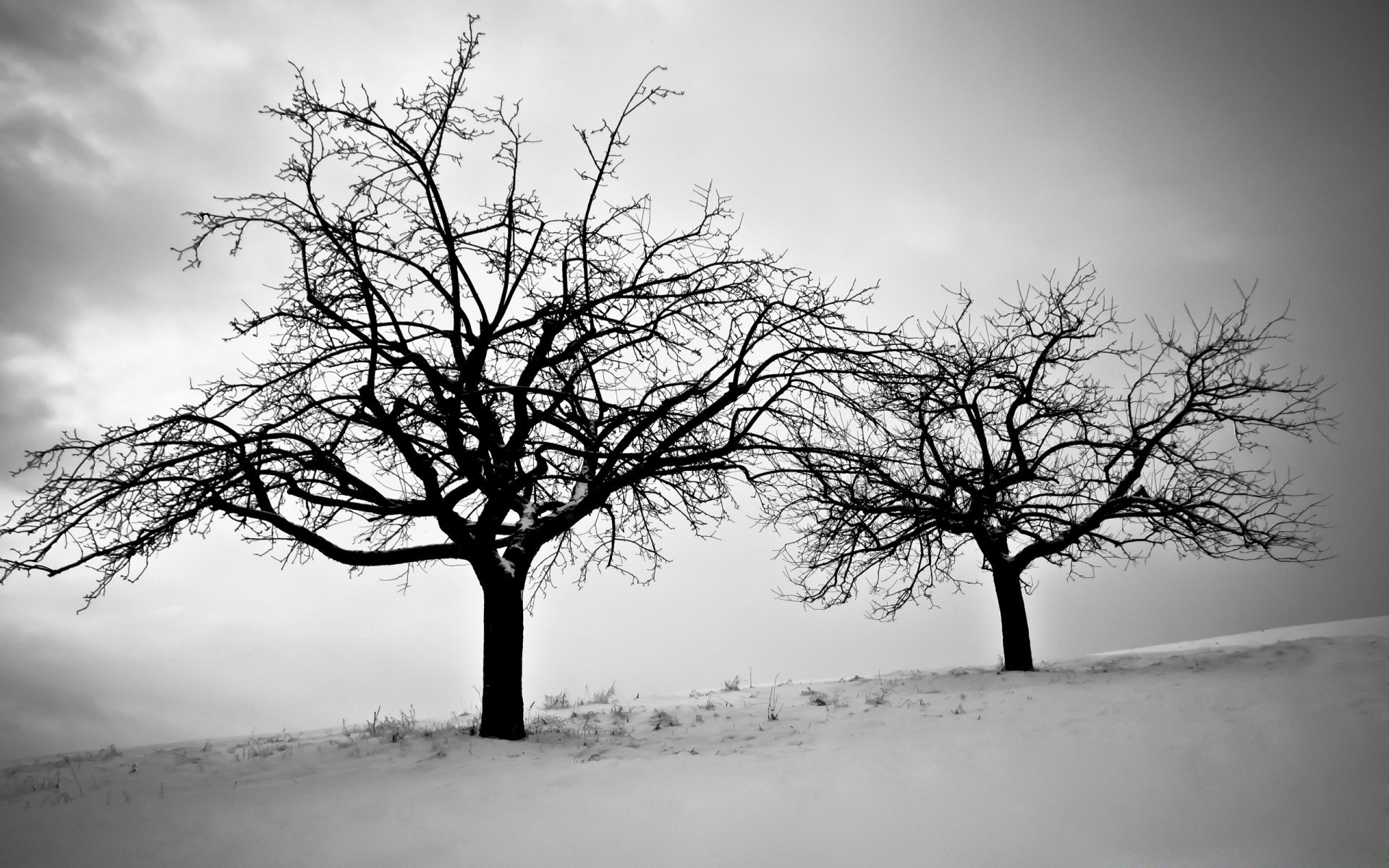 inverno albero singolo paesaggio nebbia ramo natura legno alba nebbia neve monocromatico moody autunno quercia solitudine