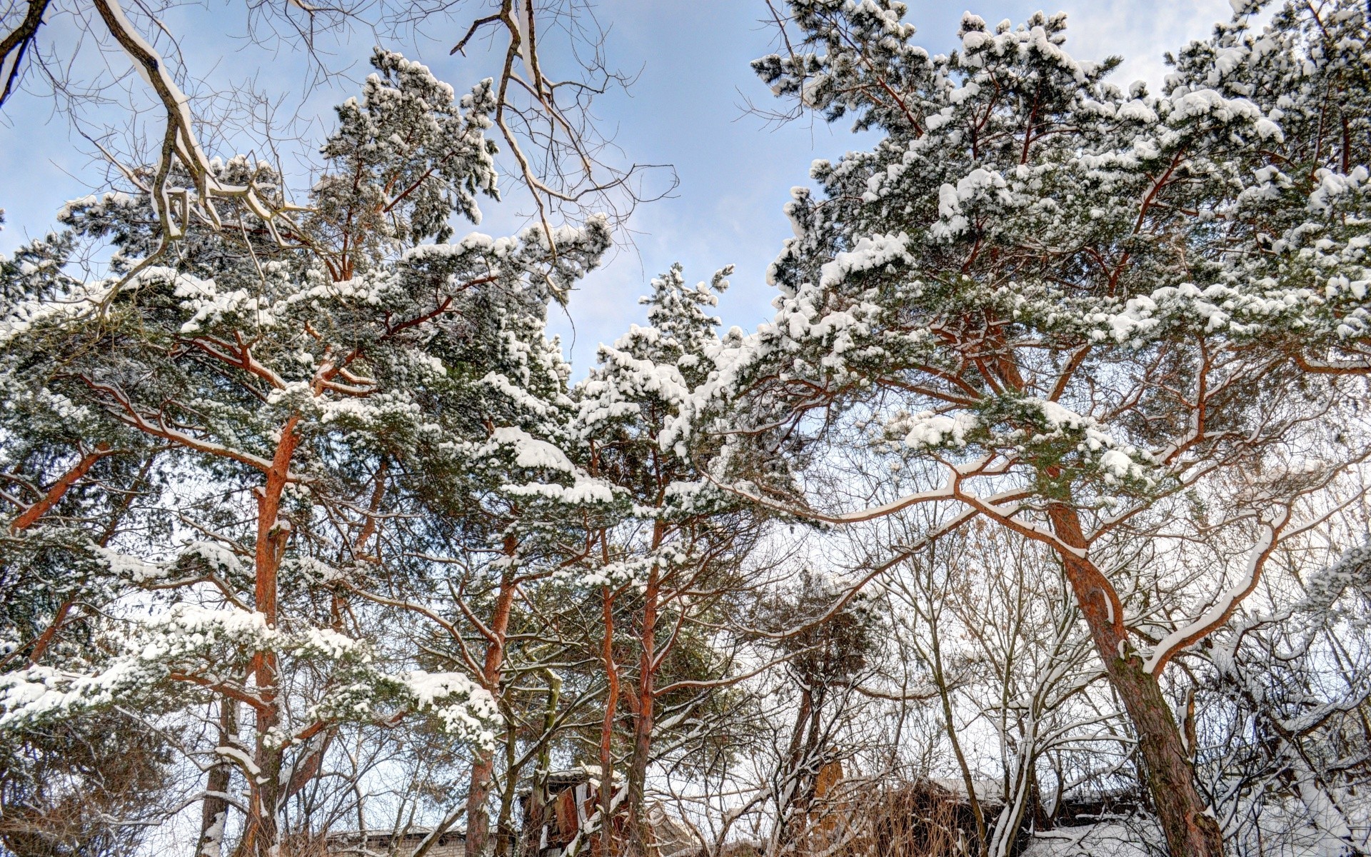 冬季 木材 木材 景观 树枝 自然 季节 雪 天气 天空 寒冷 环境 场景 户外 公园 植物群 叶子 霜冻 松树