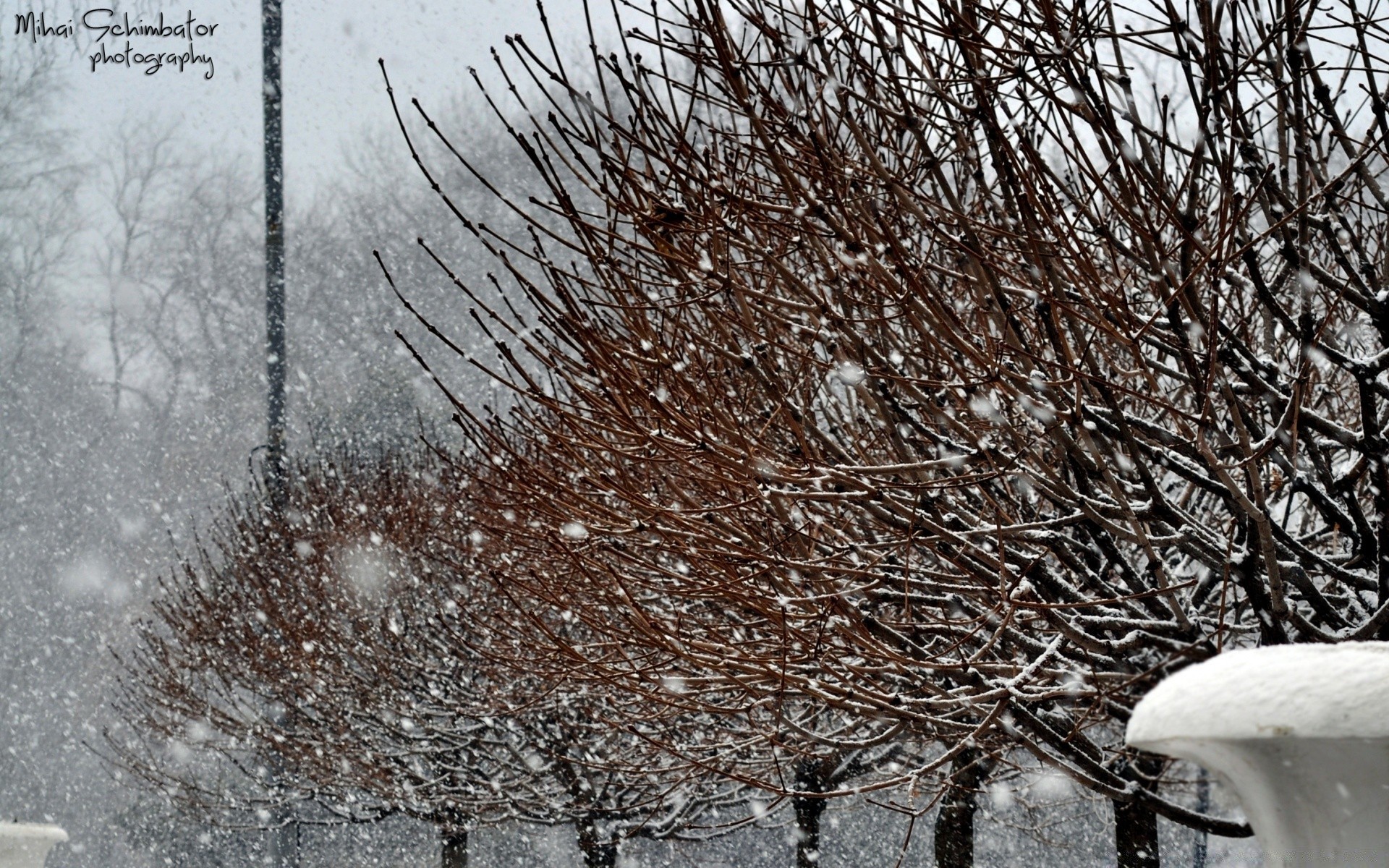 invierno nieve escarcha árbol frío congelado tiempo naturaleza hielo rama temporada al aire libre escritorio paisaje