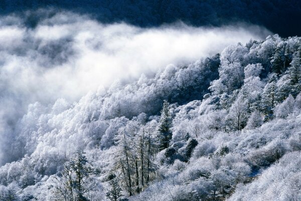 从雾蒙蒙的白雪复盖的森林的顶部查看