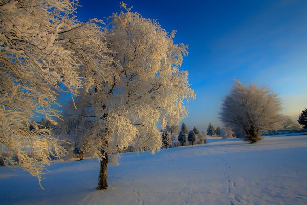 Bäume im Schnee auf einem schneebedeckten Feld