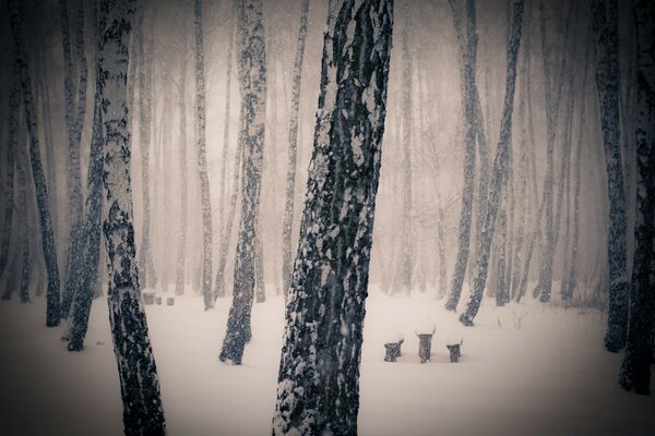 Benches in a snow-covered foggy forest