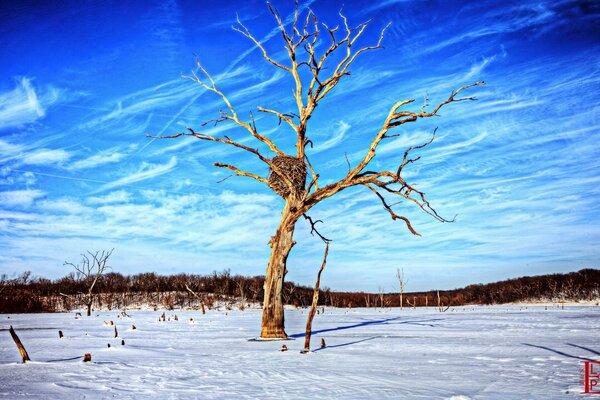 A lonely tree with a nest on the background of winter nature