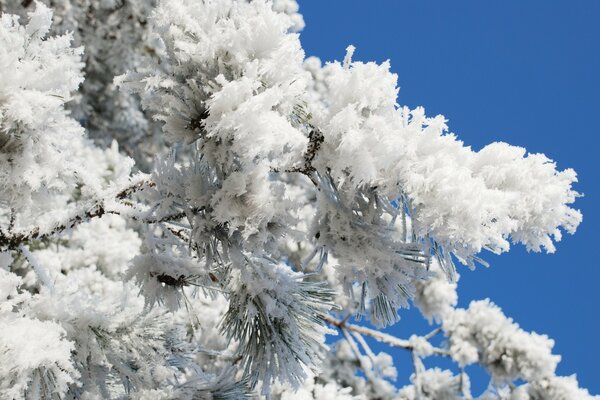 Snow-covered spruce branch against the blue sky