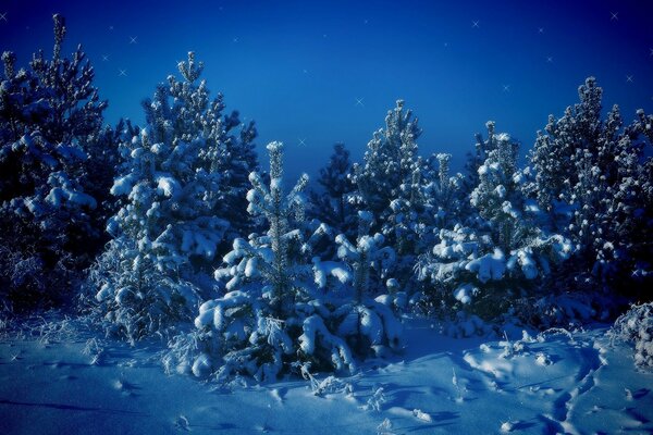 Christmas trees in the snow and stars in the sky