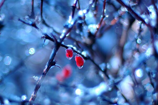 Two red berries on a frozen tree