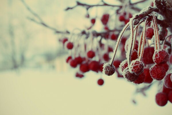 Snow-covered Berry Rowan near