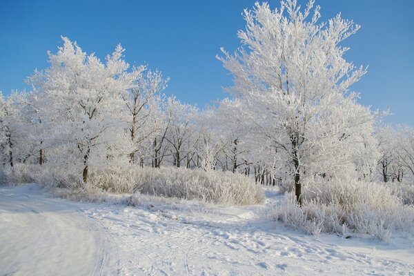 Camino cubierto de nieve. Bosque de invierno