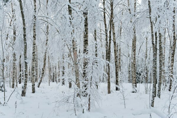 Verschneite Bäume im Wald am Nachmittag