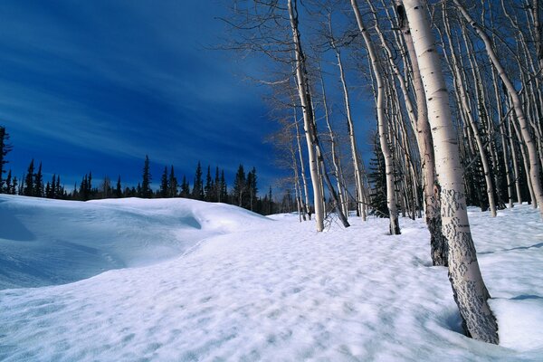 Hiver froid et arbres nus