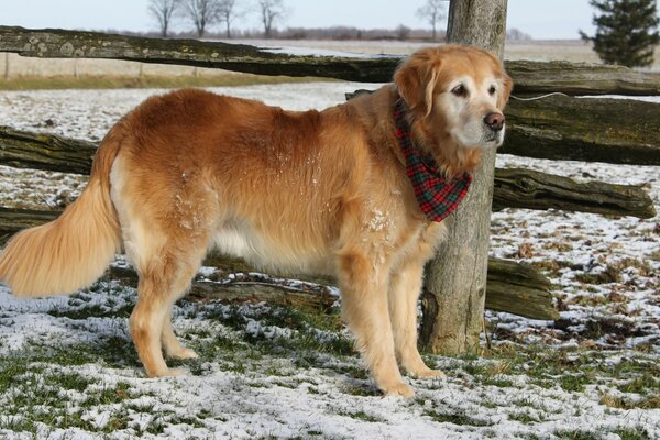 Chien sur le champ d hiver avec écharpe