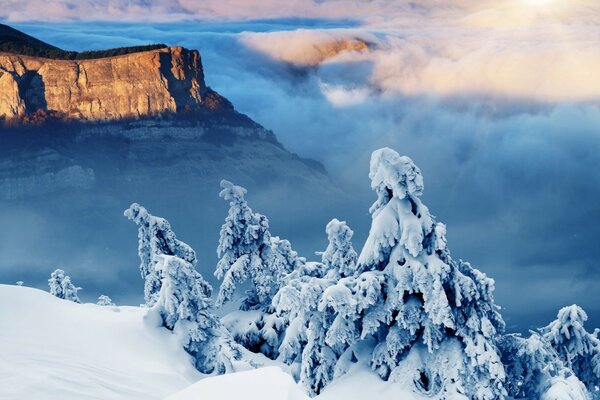 Snow-covered fir trees on the mountainside above the clouds